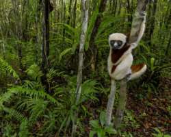 The rainforests are home to a many endangered species including lemurs and other primates. The illegal logging in the forest causing a threat to the L